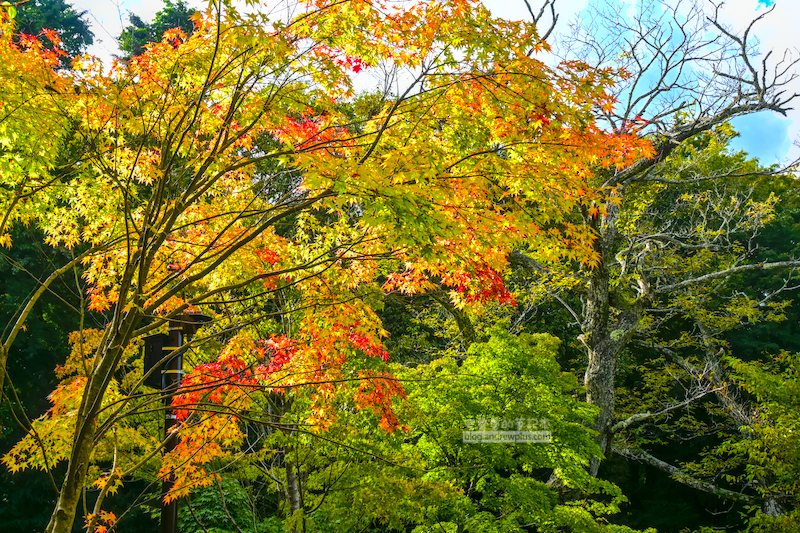 輕井澤雲場池,輕井澤賞楓,日本紅葉