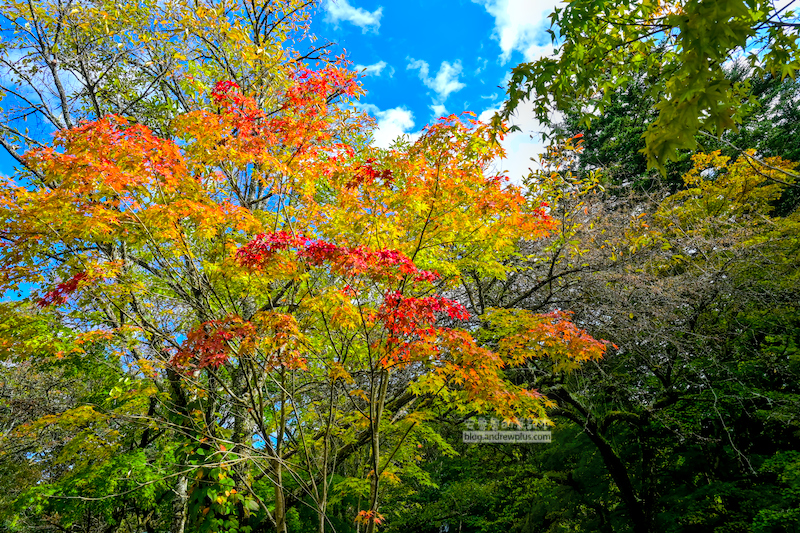 輕井澤雲場池,輕井澤賞楓,日本紅葉