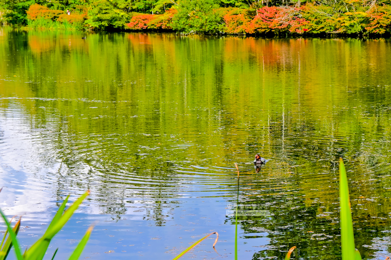 輕井澤雲場池,輕井澤賞楓,日本紅葉