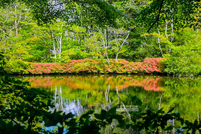 輕井澤雲場池,輕井澤賞楓,日本紅葉