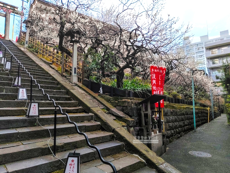 湯島天滿宮,湯島神社,東京賞梅