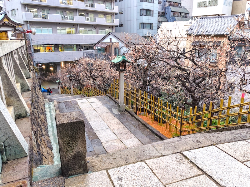 湯島天滿宮,湯島神社,東京賞梅