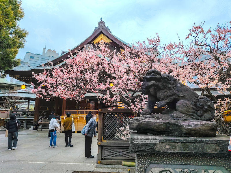 湯島天滿宮-東京上野賞梅景點,祈求考試合格,摸牛求智慧健康