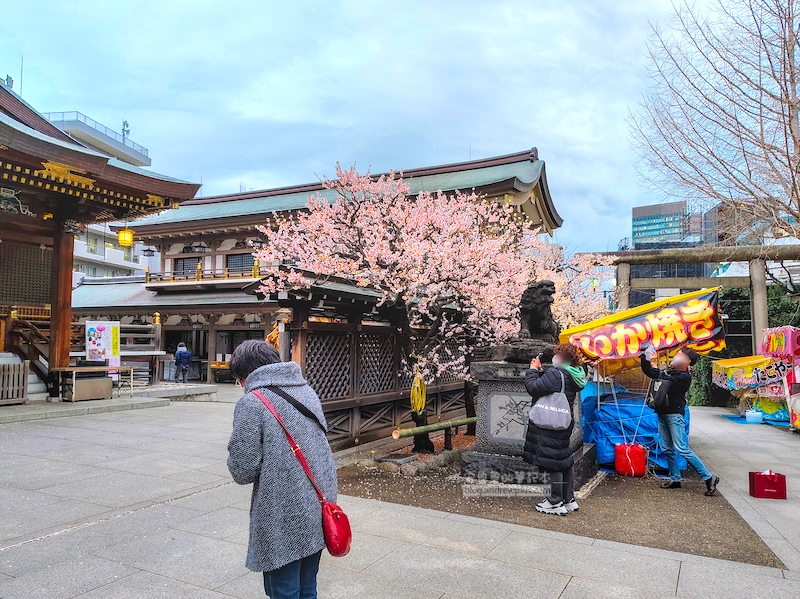 湯島天滿宮,湯島神社,東京賞梅
