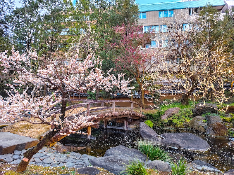 湯島天滿宮,湯島神社,東京賞梅