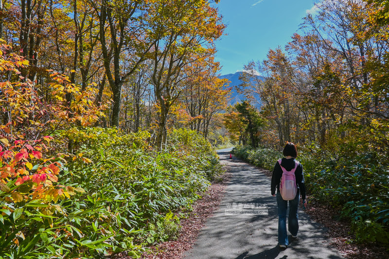 藏王溫泉賞楓 秘訣與旅遊指南,片貝沼,獨鈷沼,三五郎小屋吃美食 48 藏王溫泉紅葉,藏王溫泉賞楓,藏王溫泉