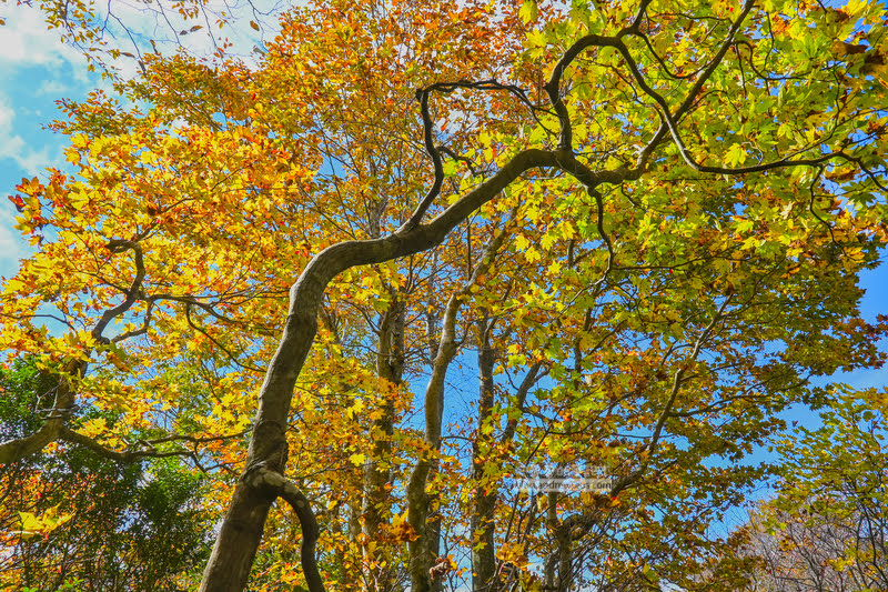 藏王溫泉賞楓 秘訣與旅遊指南,片貝沼,獨鈷沼,三五郎小屋吃美食 50 藏王溫泉紅葉,藏王溫泉賞楓,藏王溫泉