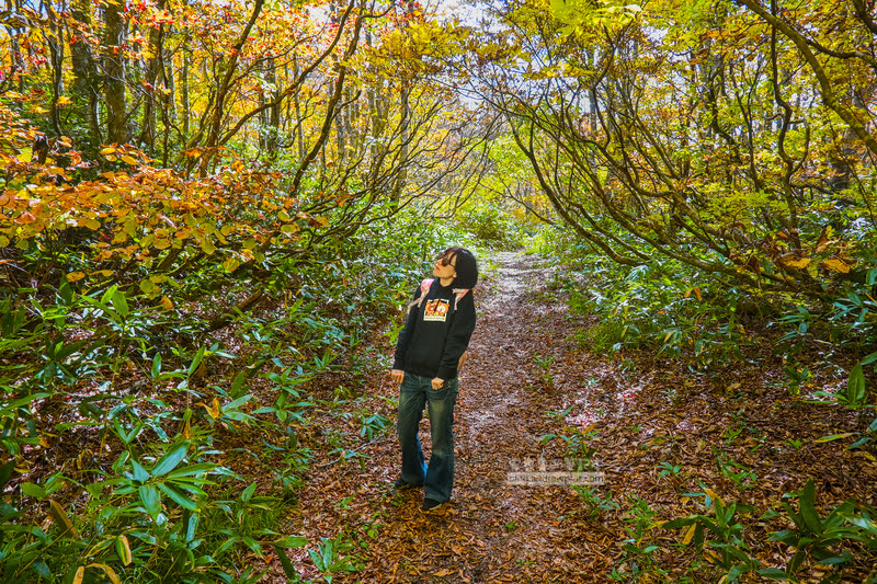 藏王溫泉賞楓 秘訣與旅遊指南,片貝沼,獨鈷沼,三五郎小屋吃美食 51 藏王溫泉紅葉,藏王溫泉賞楓,藏王溫泉