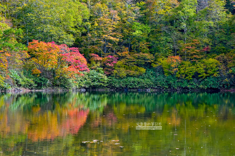 藏王溫泉賞楓 秘訣與旅遊指南,片貝沼,獨鈷沼,三五郎小屋吃美食 61 藏王溫泉紅葉,藏王溫泉賞楓,藏王溫泉