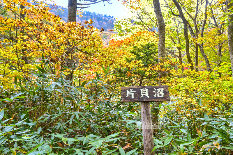 藏王溫泉賞楓 秘訣與旅遊指南,片貝沼,獨鈷沼,三五郎小屋吃美食 62 藏王溫泉紅葉,藏王溫泉賞楓,藏王溫泉