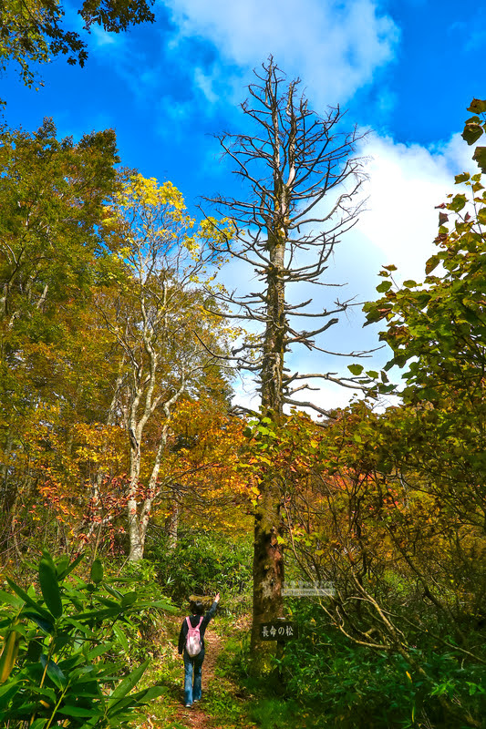 藏王溫泉賞楓 秘訣與旅遊指南,片貝沼,獨鈷沼,三五郎小屋吃美食 64 藏王溫泉紅葉,藏王溫泉賞楓,藏王溫泉