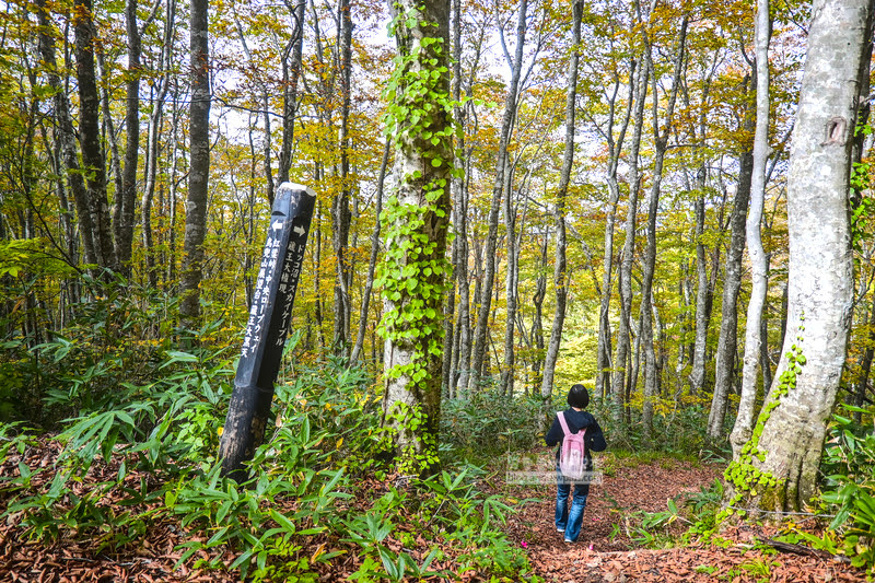 藏王溫泉賞楓 秘訣與旅遊指南,片貝沼,獨鈷沼,三五郎小屋吃美食 69 藏王溫泉紅葉,藏王溫泉賞楓,藏王溫泉
