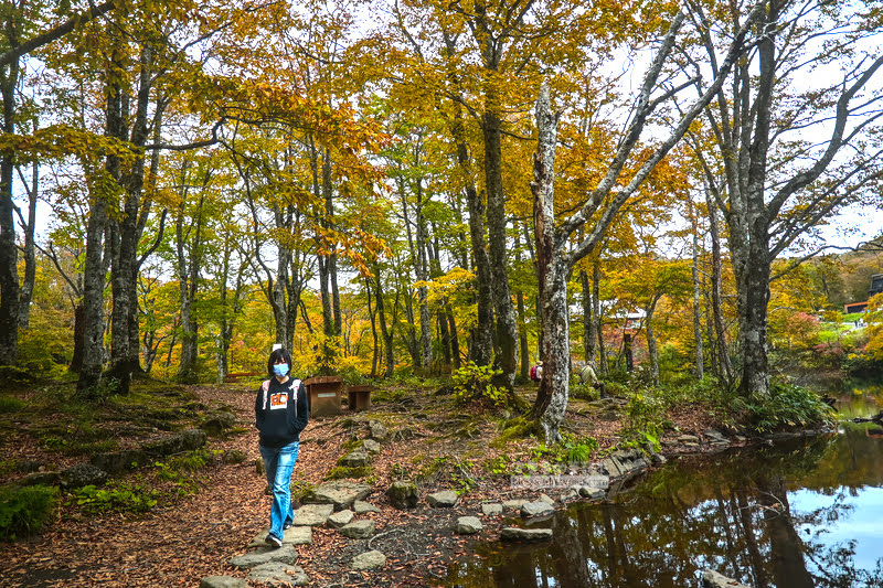 藏王溫泉賞楓 秘訣與旅遊指南,片貝沼,獨鈷沼,三五郎小屋吃美食 82 藏王溫泉紅葉,藏王溫泉賞楓,藏王溫泉