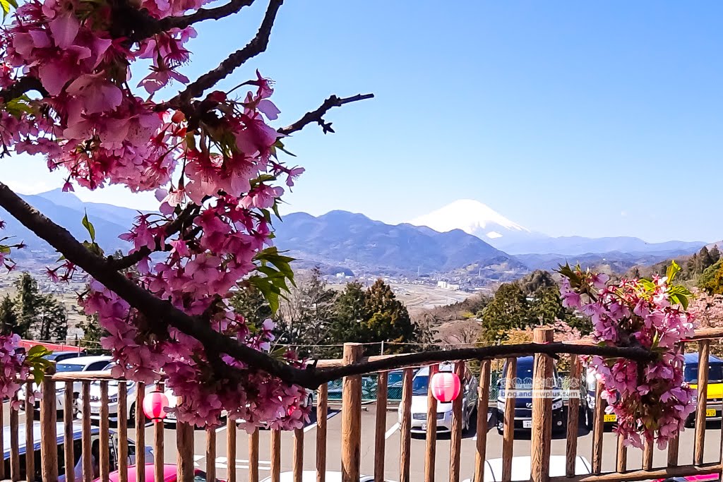 日本賞櫻,河津櫻,松田町賞櫻祭,河津櫻富士山,西平畑公園,