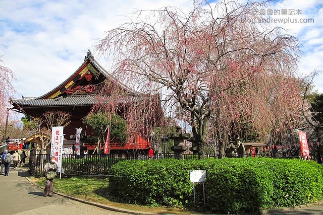 東京賞櫻景點-上野恩賜公園,上野站徒步5分鐘 4 E69DB1E4BAACE6ABBBE88AB1E4B88AE9878EE681A9E8B39CE585ACE59C92IMG 3883 - blackandrew