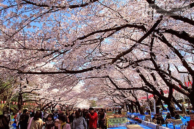 東京賞櫻景點-上野恩賜公園,上野站徒步5分鐘