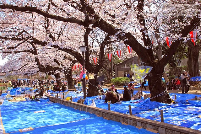 東京賞櫻景點-上野恩賜公園,上野站徒步5分鐘 7 E69DB1E4BAACE6ABBBE88AB1E4B88AE9878EE681A9E8B39CE585ACE59C92IMG 3940 - blackandrew