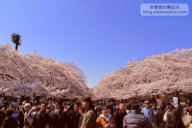 東京賞櫻景點-上野恩賜公園,上野站徒步5分鐘 8 E69DB1E4BAACE6ABBBE88AB1E4B88AE9878EE681A9E8B39CE585ACE59C92IMG 3955 - blackandrew