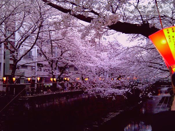 東京賞櫻景點-目黑川,日比谷中目黑站步行1分鐘 3 E69DB1E4BAACE6ABBBE88AB1E4B8ADE79BAEE9BB91 - blackandrew