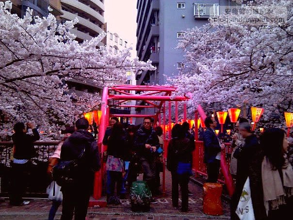 東京賞櫻景點-目黑川,日比谷中目黑站步行1分鐘 5 E69DB1E4BAACE6ABBBE88AB1E4B8ADE79BAEE9BB912 - blackandrew