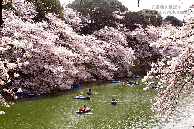 東京賞櫻景點-千鳥淵公園,九段下站徒步5分鐘