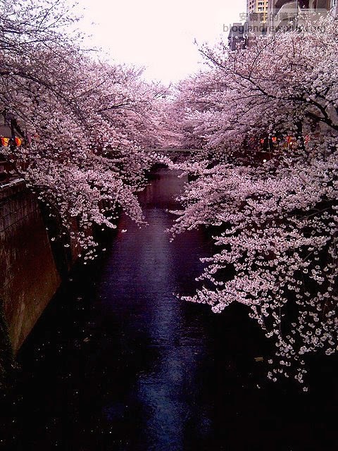 東京賞櫻景點-目黑川,日比谷中目黑站步行1分鐘 6 E69DB1E4BAACE6ABBBE88AB1E79BAEE9BB91E5B79D - blackandrew