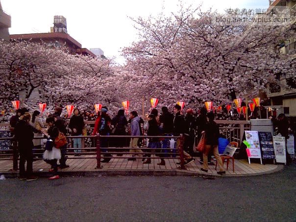 東京賞櫻景點-目黑川,日比谷中目黑站步行1分鐘 8 E69DB1E4BAACE6ABBBE88AB1E79BAEE9BB91E5B79D1 - blackandrew