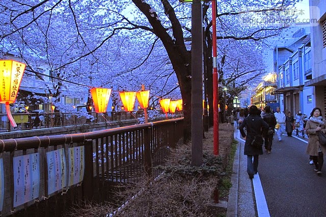 東京賞櫻景點-目黑川,日比谷中目黑站步行1分鐘 12 E69DB1E4BAACE6ABBBE88AB1IMG 3783 - blackandrew