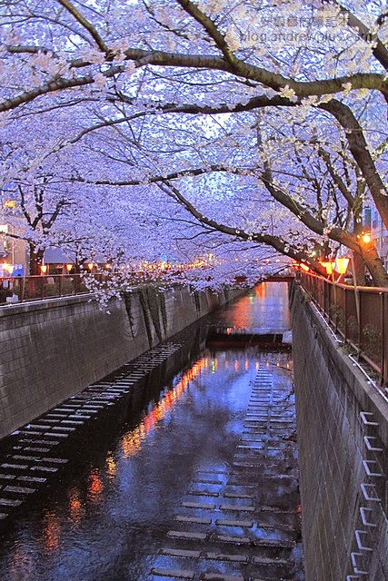 東京賞櫻景點-目黑川,日比谷中目黑站步行1分鐘 11 E69DB1E4BAACE6ABBBE88AB1IMG 3789 - blackandrew