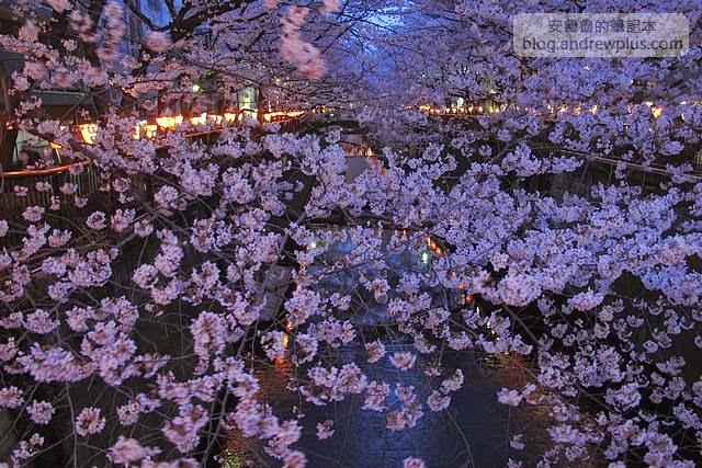 東京賞櫻景點-目黑川,日比谷中目黑站步行1分鐘 10 E69DB1E4BAACE6ABBBE88AB1IMG 3795 - blackandrew