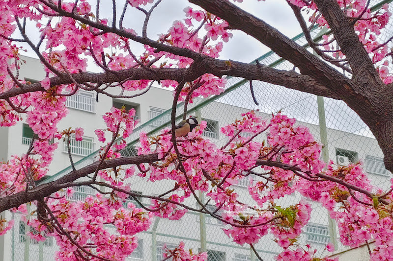 舊中川櫻花,平井站,東京河津櫻