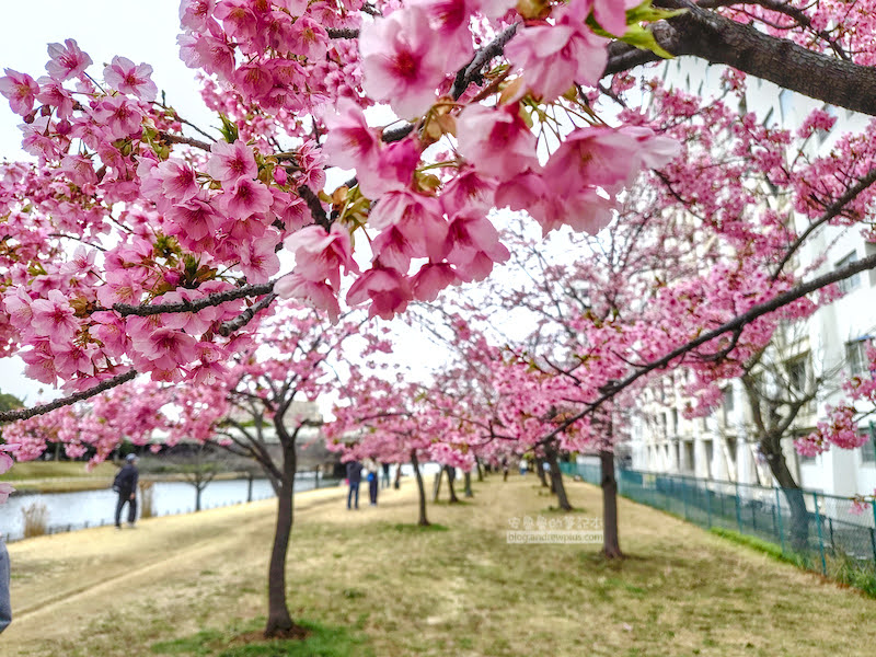 舊中川櫻花,平井站,東京河津櫻