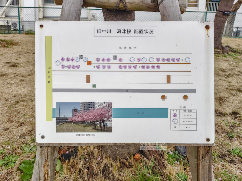 舊中川櫻花,平井站,東京河津櫻