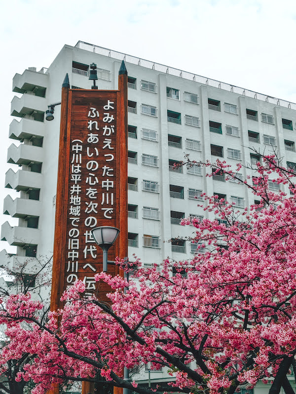 舊中川櫻花,平井站,東京河津櫻