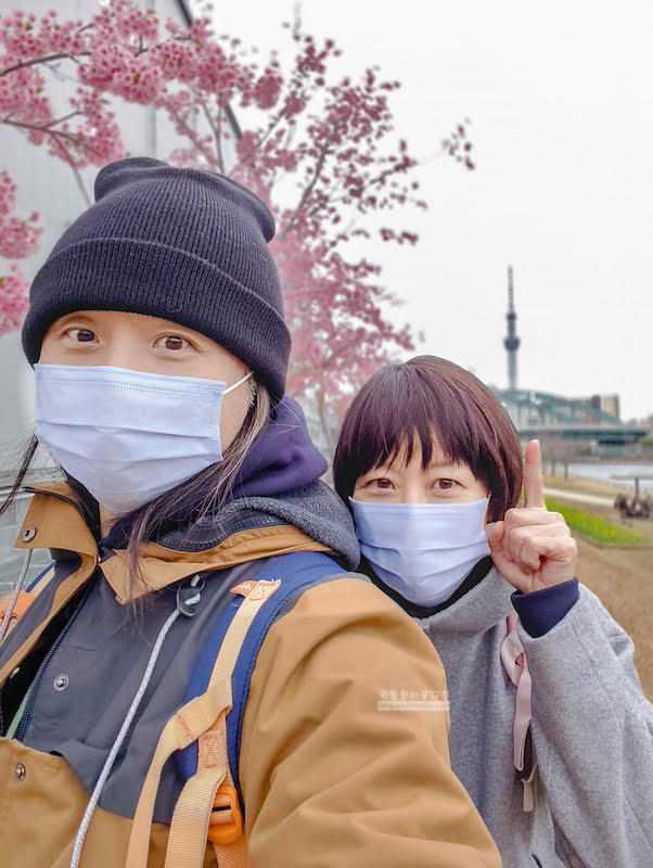 舊中川櫻花,平井站,東京河津櫻