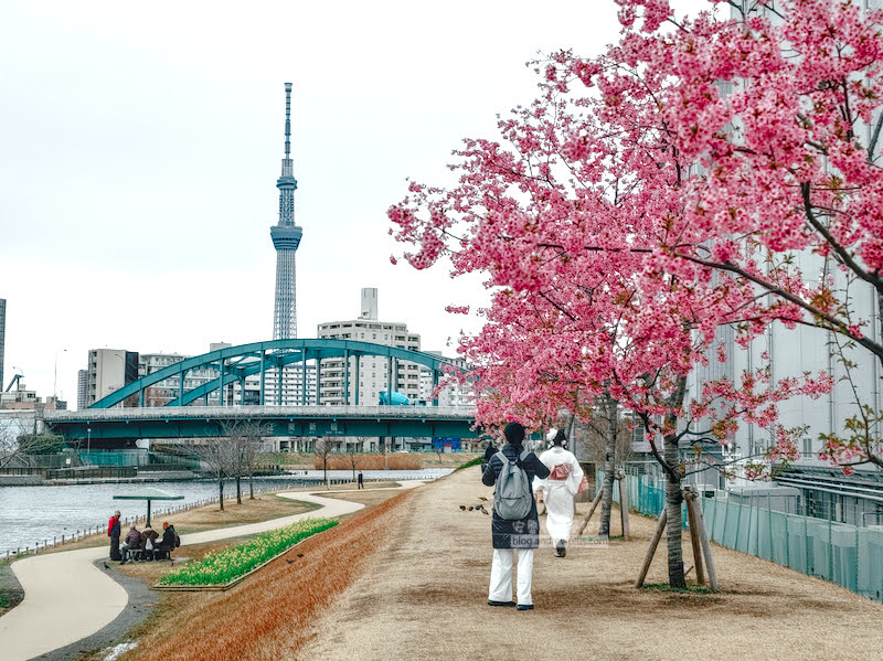 舊中川櫻花,平井站,東京河津櫻