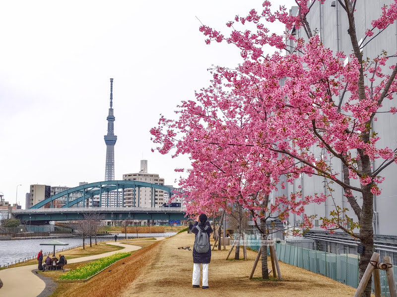舊中川河津櫻 東京賞櫻私房景點,絕美晴空塔x櫻花