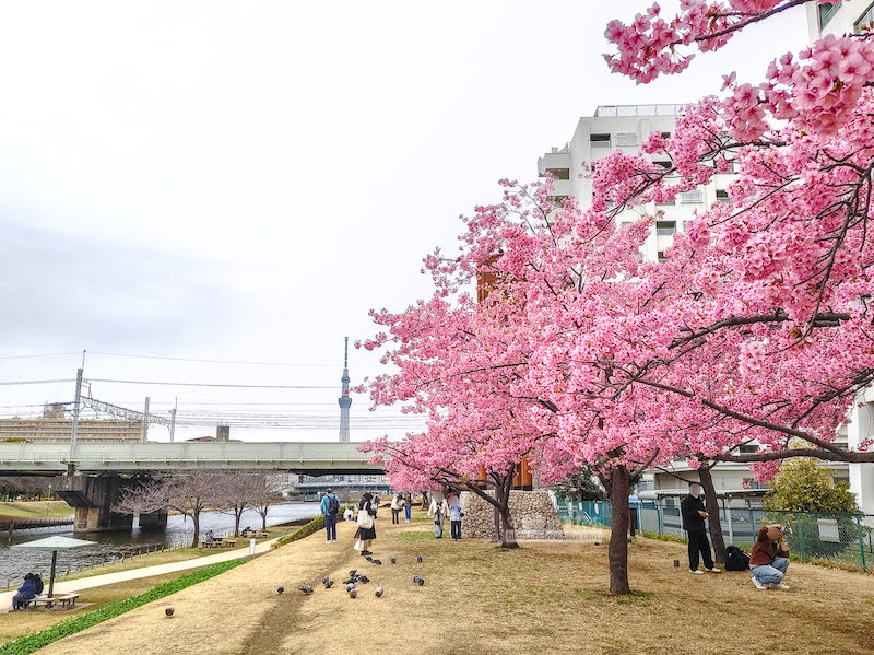 舊中川櫻花,平井站,東京河津櫻