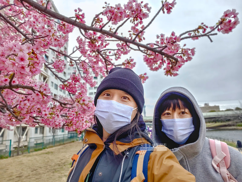 舊中川櫻花,平井站,東京河津櫻