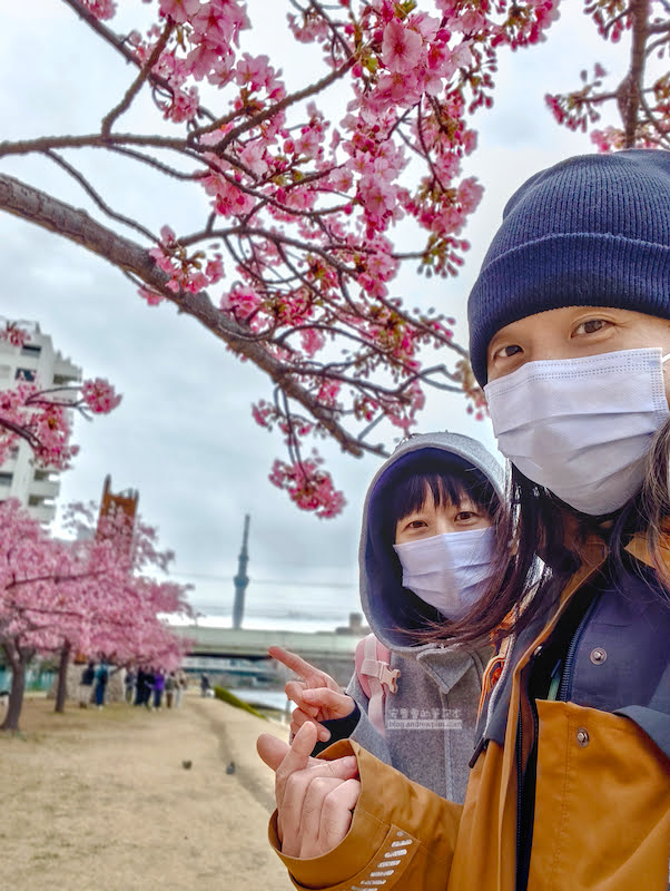舊中川櫻花,平井站,東京河津櫻