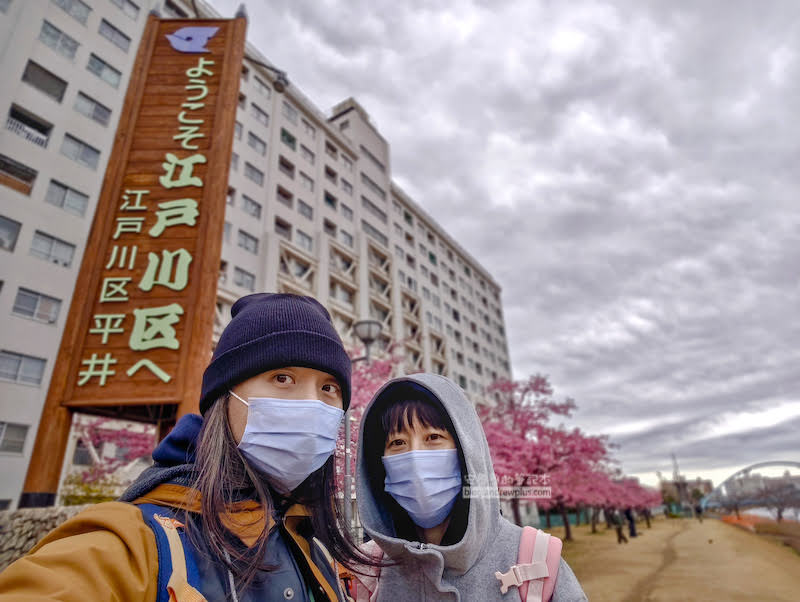 舊中川櫻花,平井站,東京河津櫻