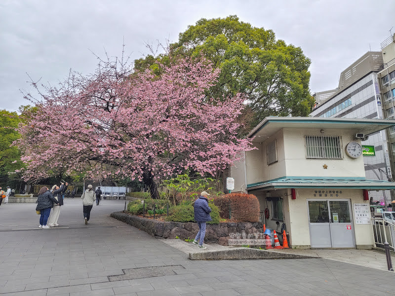 不忍池,上野恩賜公園,東京賞櫻