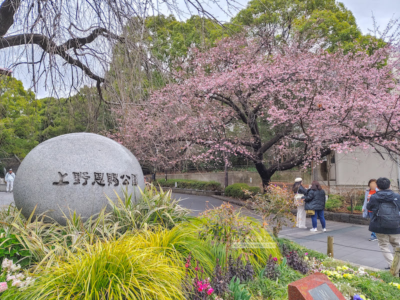 不忍池,上野恩賜公園,東京賞櫻