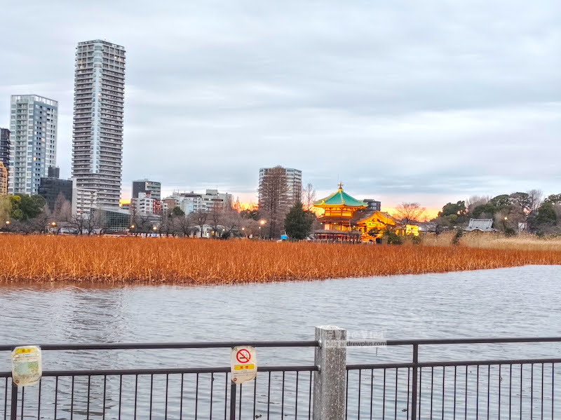 不忍池-東京賞櫻景點,上野恩賜公園,水岸櫻花的百年浪漫