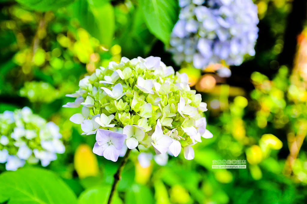 影島太宗台繡球花,太宗寺繡球花,太宗臺紫陽花,釜山影島景點