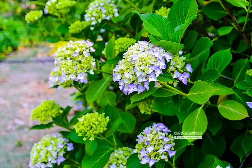 影島太宗台繡球花,太宗寺繡球花,太宗臺紫陽花,釜山影島景點