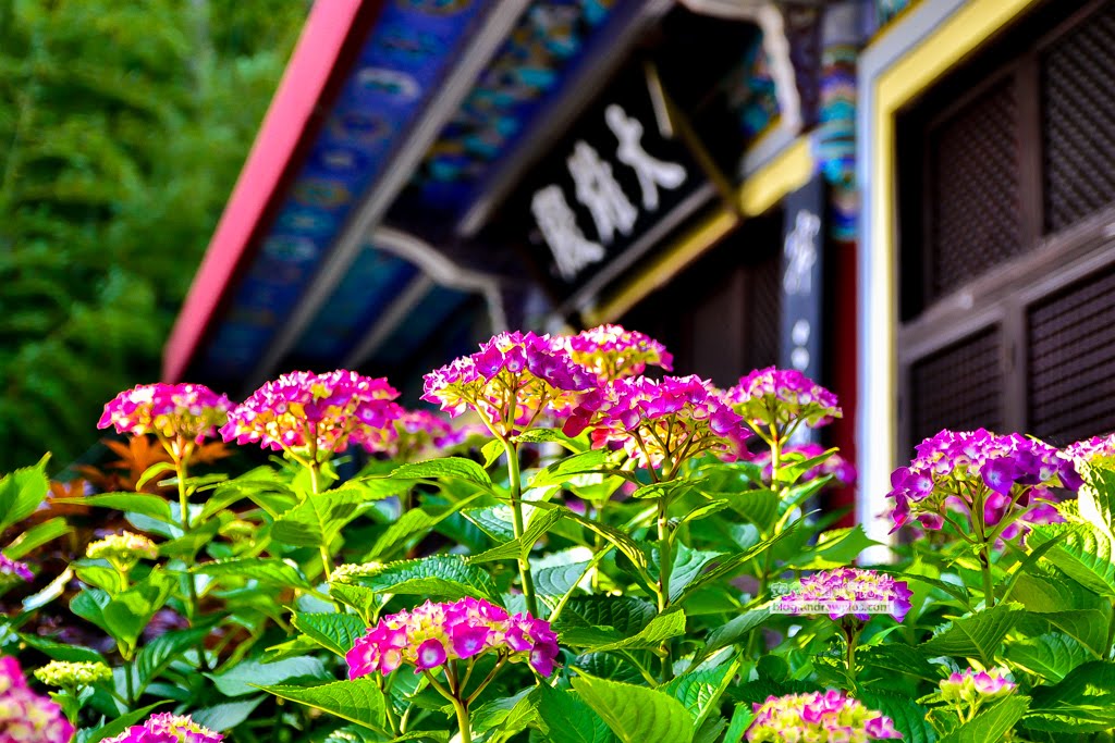 影島太宗台繡球花,太宗寺繡球花,太宗臺紫陽花,釜山影島景點