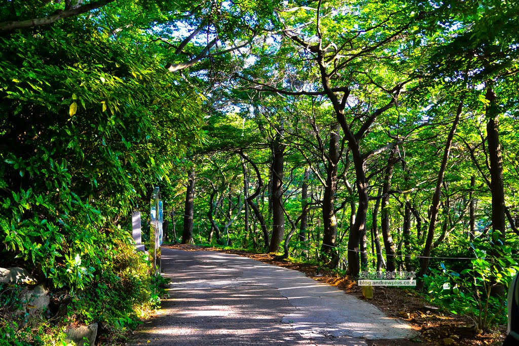 影島太宗台繡球花,太宗寺繡球花,太宗臺紫陽花,釜山影島景點