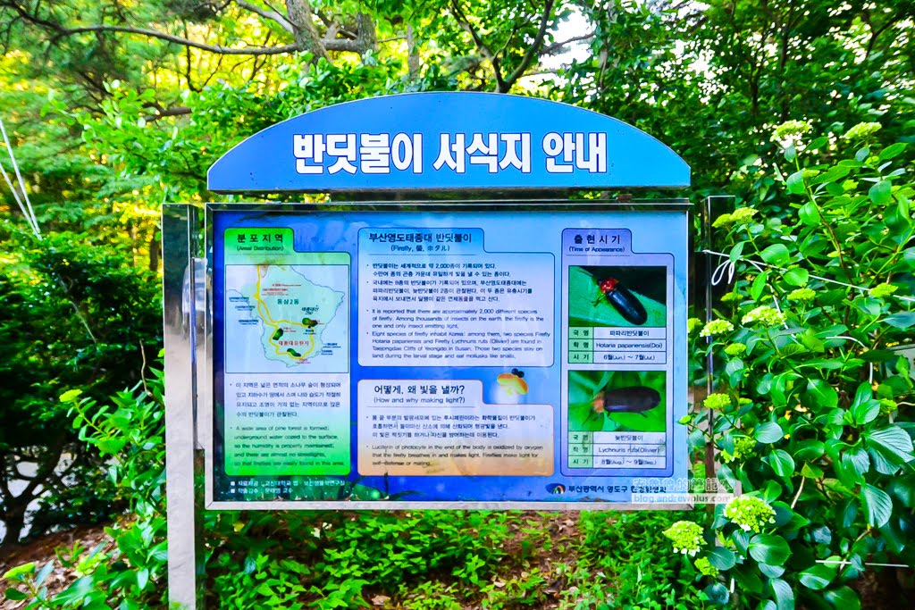 影島太宗台繡球花,太宗寺繡球花,太宗臺紫陽花,釜山影島景點