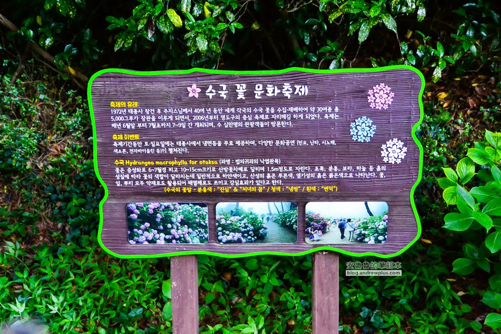 影島太宗台繡球花,太宗寺繡球花,太宗臺紫陽花,釜山影島景點